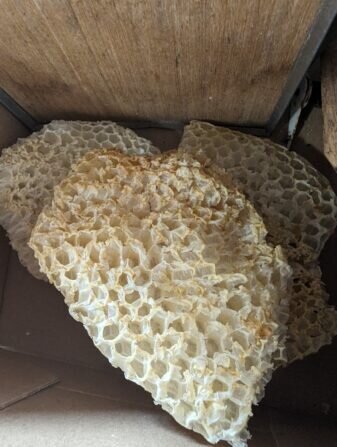 PXL_20240520_075356166