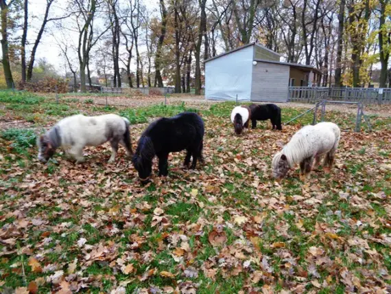 SeneCura-SeniorCentrum-Terezin-ponici