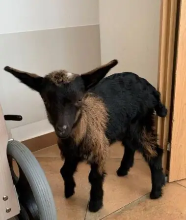 2024 03 veselý poníkov (11)