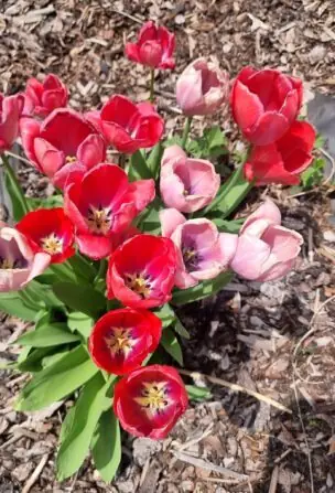 438059533_413549148054746_6877073726059960723_n