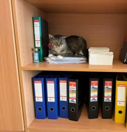 IMG-20240717-WA0003(1)