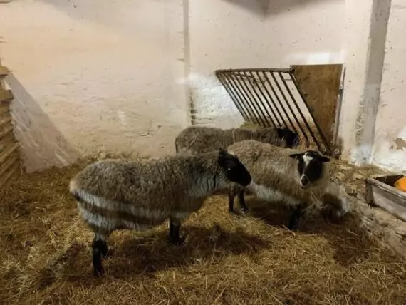 462544105_1255749612379595_8409424982041493394_n