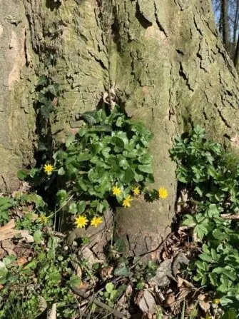 486701972_1308366043599249_8973988674894571704_n