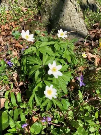 487791103_972913458301466_3336801684081818111_n