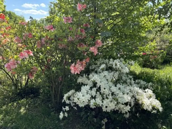 495076540_1838487360246420_3536203766315403051_n