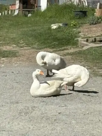 495077288_580371985087018_6405519890639451804_n