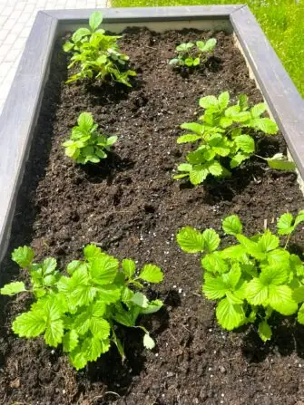 495245599_632854419756268_1137159091713736543_n