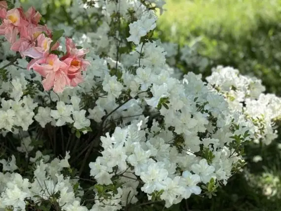 496509553_1913435302727040_2438322112980352444_n