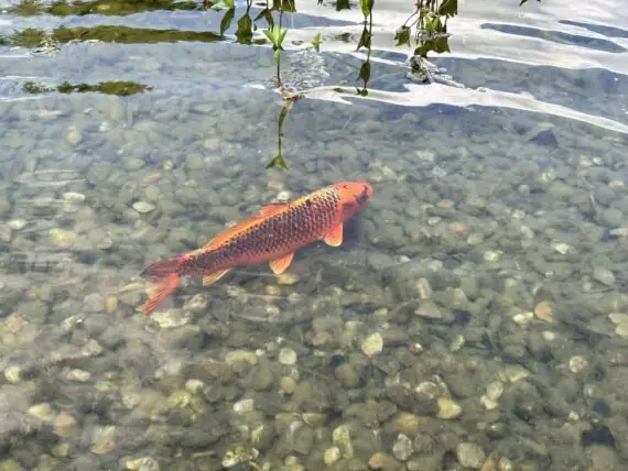 496511546_592791756582616_9161623521259609744_n