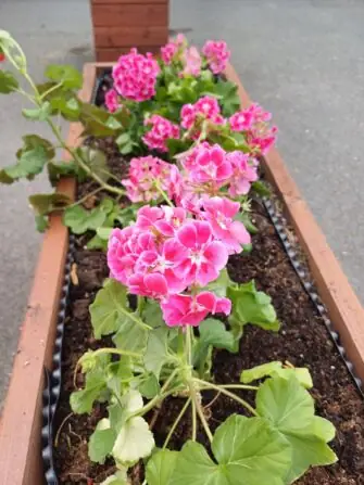 499703447_1124089313091435_7614898152987664710_n