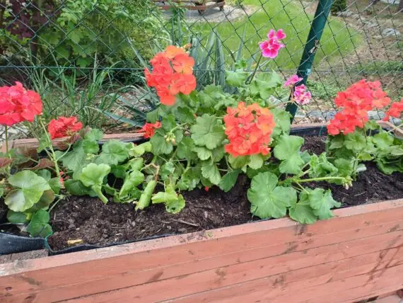 499734617_1124089403091426_1467449985432769929_n