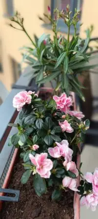 Obrázek WhatsApp, 2025-04-09 v 15.30.23_22b9fc5b