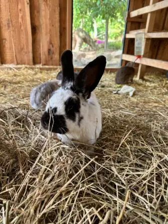 thumbnail_image0 (1)