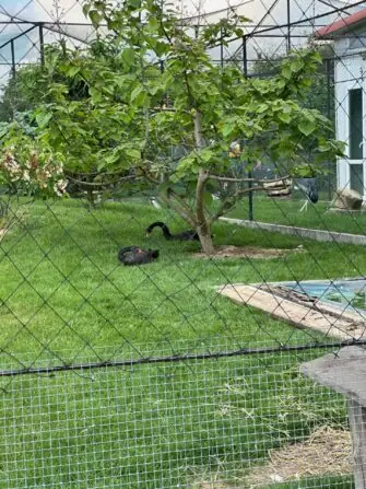 thumbnail_image4 (1)