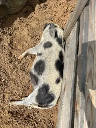 thumbnail_image8 (1)