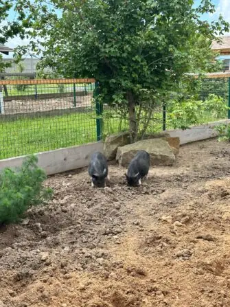 thumbnail_image9 (1)