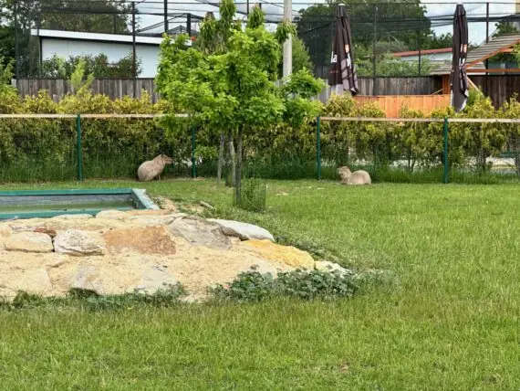 thumbnail_image9 (2)