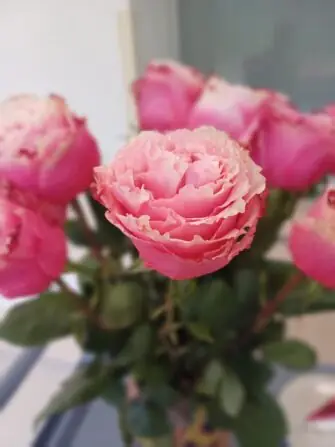 523914345_1174335164733516_1247123943893658960_n