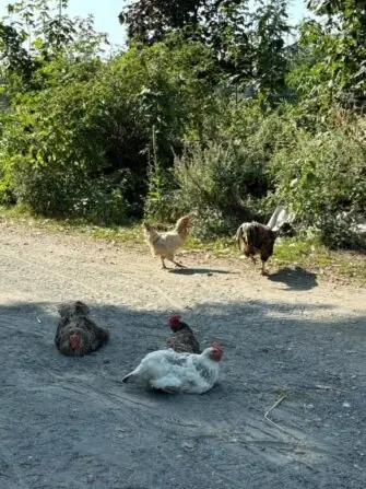 55f6b4af-148b-42b3-b3d9-1078dc1f2ce9