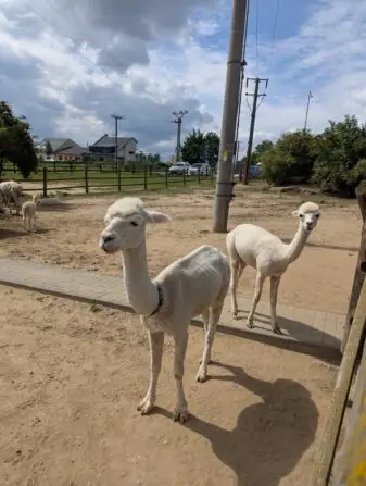 PXL_20250729_084821997