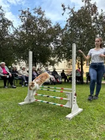 králičí hoppp (4)