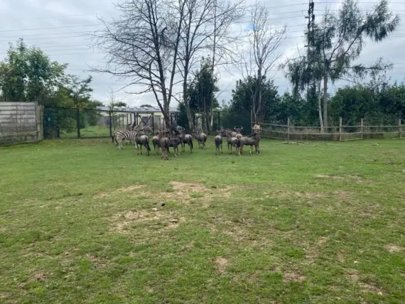 26e95865-86ec-4d6b-84f7-252104120e8a (2)