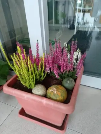 552768248_1226097259557306_6277472298711534105_n