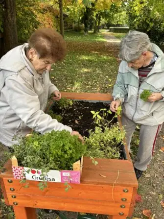 bylinky sklizeň (1)