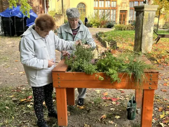 bylinky sklizeň (4)