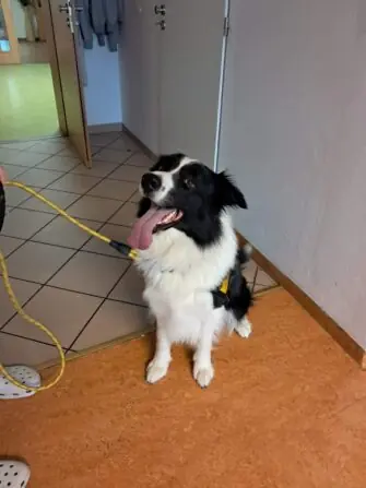 Canisterapie aneb naše psí parta