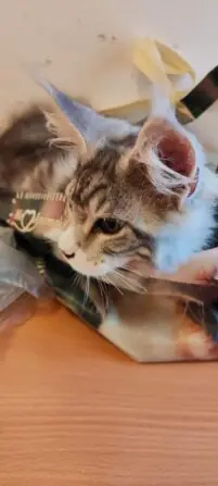 1743356556690-692x1536