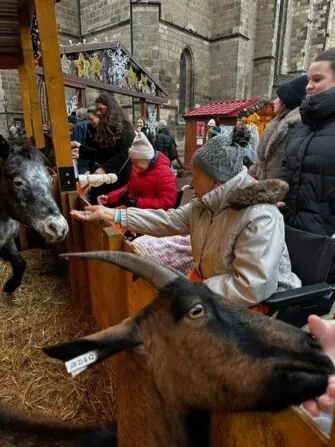 Návštěva adventních trhů Senevida Plzeň