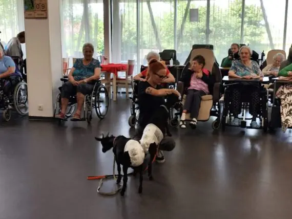 Kozí návštěva v Senevida Havířov