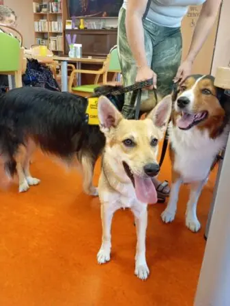 Sobotní dopoledne s canisterapií v Senevida Olomouc