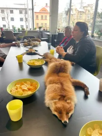 WhatsApp Image 2026-02-17 at 28