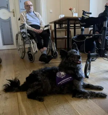 canisterapie filipov (1)