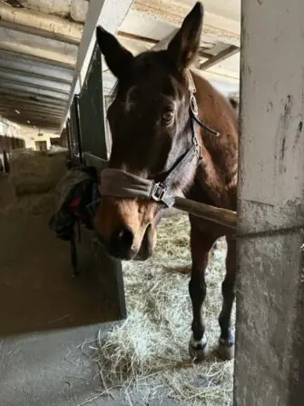 2026 03 procházka ke koním (7)